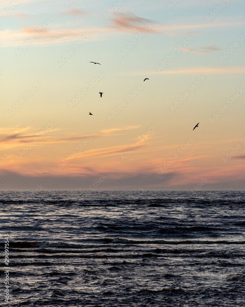 Birds flying over the Baltic sea during sunset in Latvia