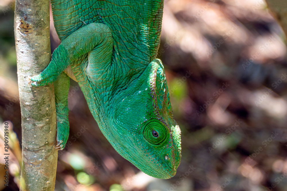 Obraz premium Green Chameleon 