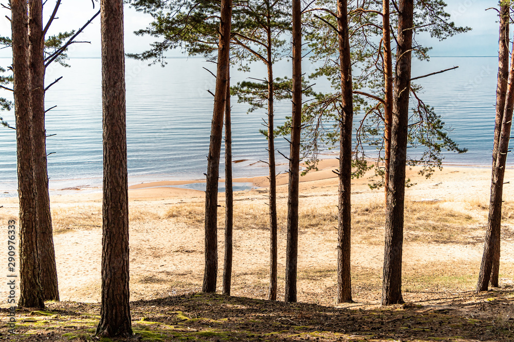 Peaceful seaside view with sand, pine trees and small waves in Saulkrasti in Latvia Peaceful seaside view with sand, pine trees and small waves in Saulkrasti in Latvia