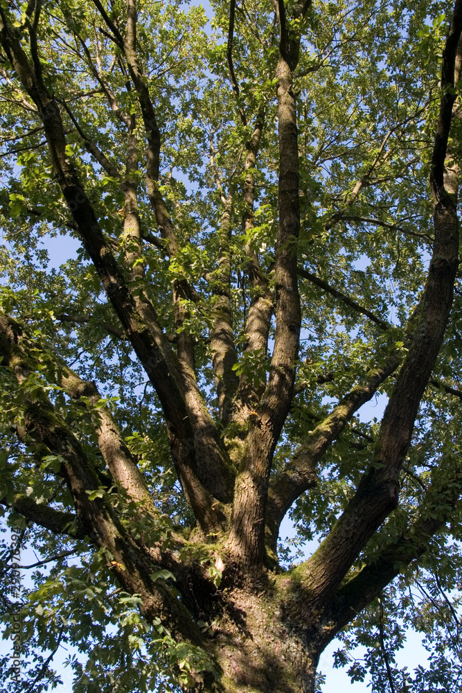 Baumkrone lichtdurchflutet