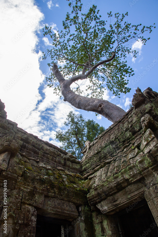 Trees growing on ruins, Angkor Wat, Cambodia