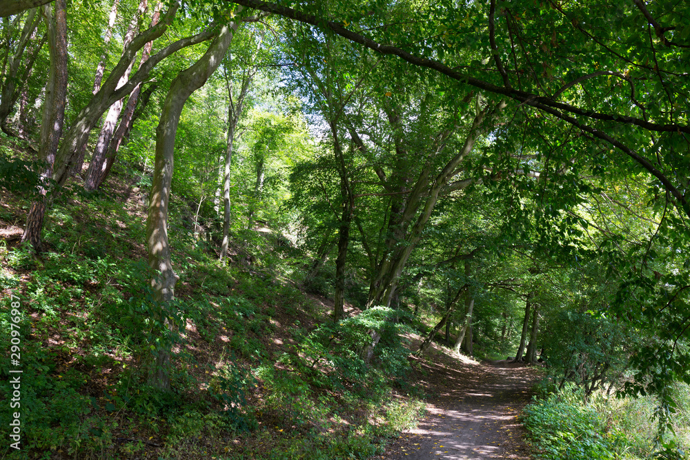 Romantic solitude Path with old big Trees about River Sazava in Central Czech Romantic solitude Path with old big Trees about River Sazava in Central Czech