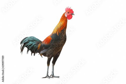 Rooster walking isolated on white background.