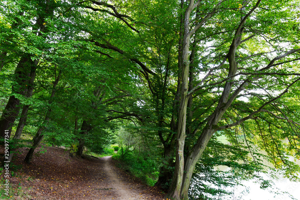 Naklejka premium Romantic solitude Path with old big Trees about River Sazava in Central Czech