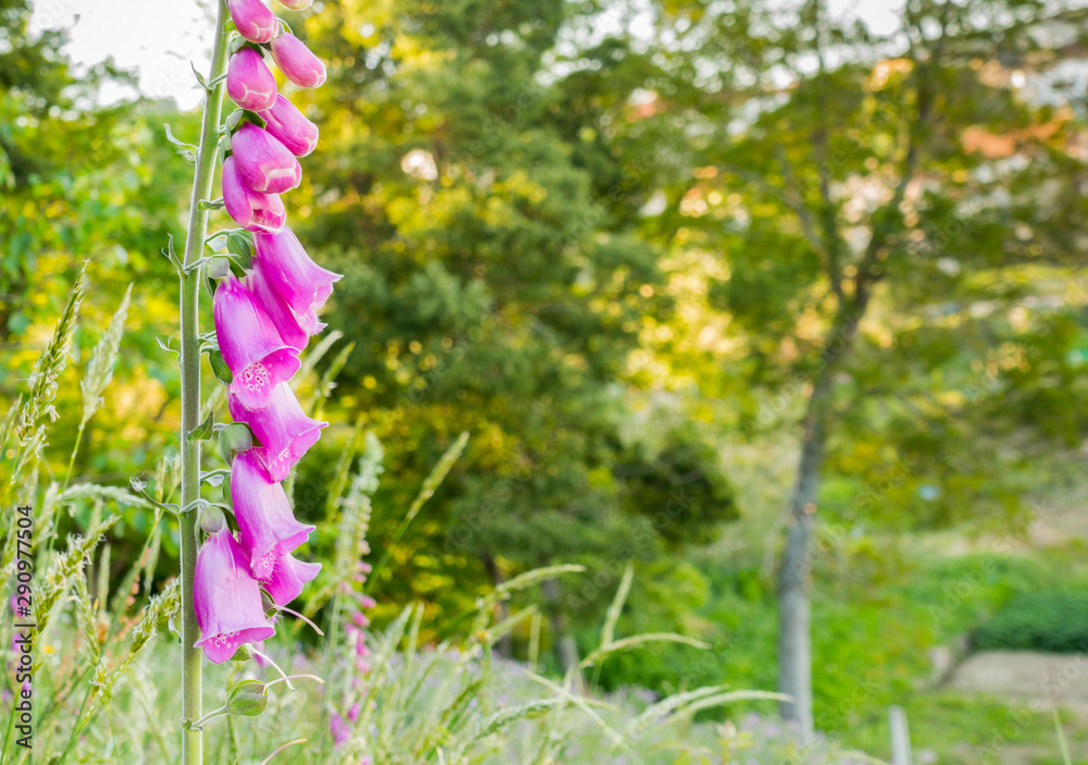 Obraz premium foxglove plant digitalis purpurea