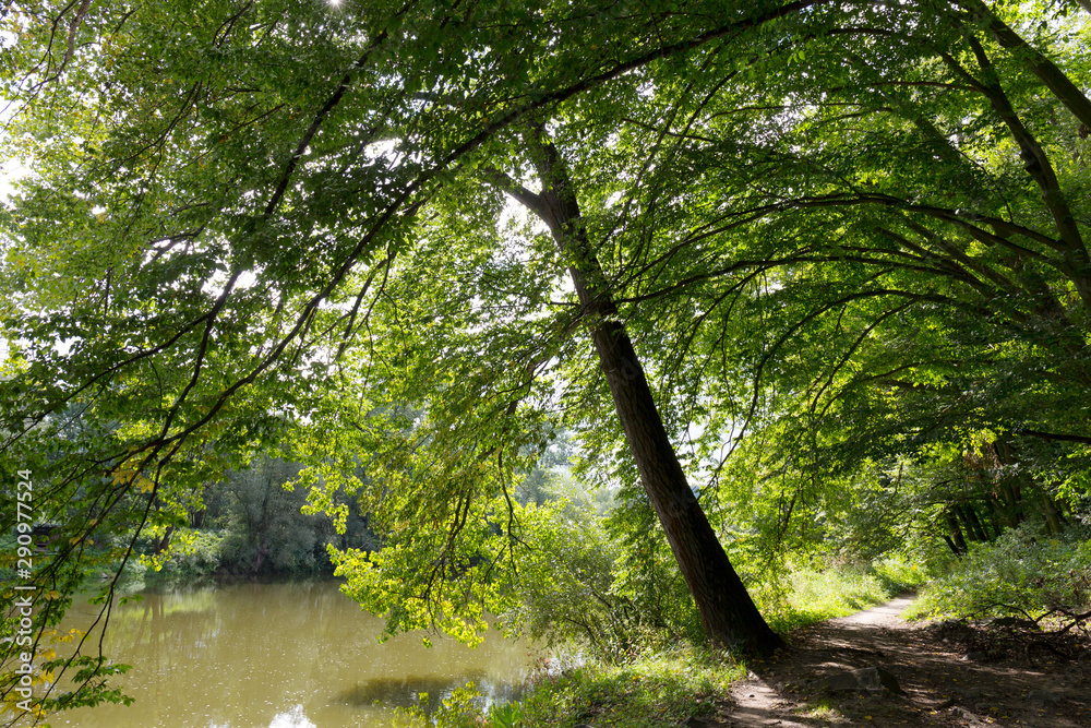 Obraz premium Romantic solitude Path with old big Trees about River Sazava in Central Czech
