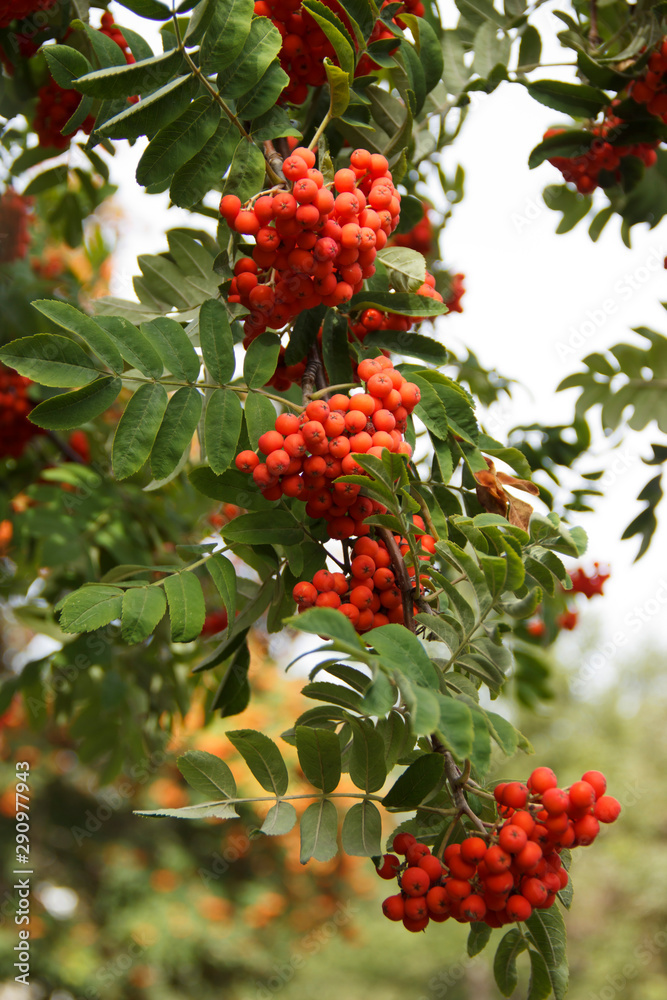 bunches of ripe Rowan close-up. Blurry focus