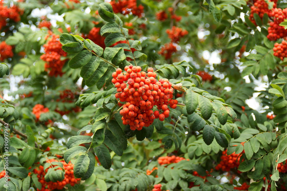 The Rowan Bush in daylight, autumn day The Rowan Bush in daylight, autumn day