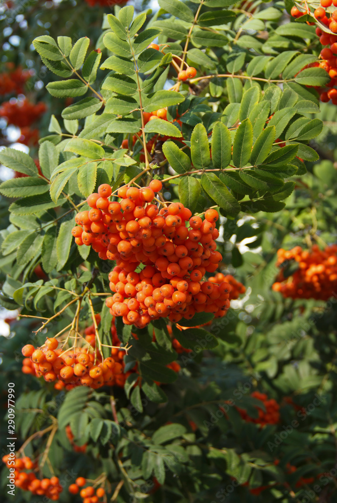 bunches of ripe Rowan close-up. Blurry focus bunches of ripe Rowan close-up. Blurry focus