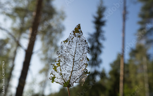 Framework of the tree leaf. Green parts are eaten by vermin. Which is left resembles unique delicate natural unrepeatable lace or ornament. Structure of the  leaves. Park in Tallukka, Finland. photo