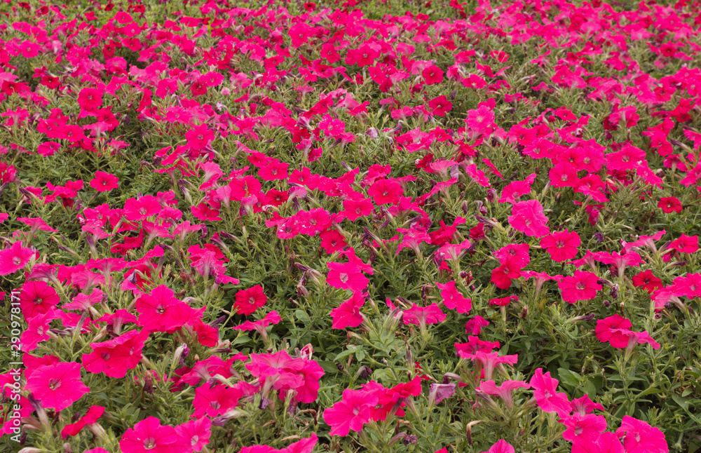 a large field of bright petunias summer day, blurred background