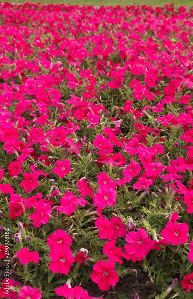 a large field of bright petunias summer day, blurred background