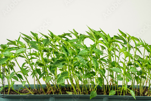 Closeup view of fresh young green seedlings of paprika pepper vegetables isolated on white background. Horizontal color photography.