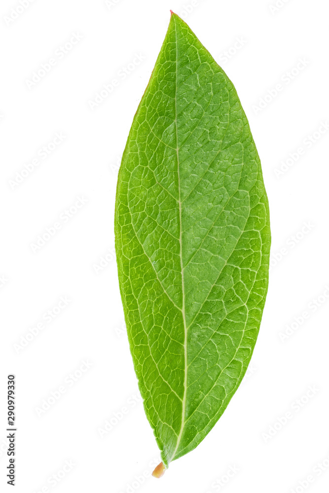 Obraz premium Blueberry leaf clipping path