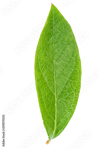 Blueberry leaf clipping path