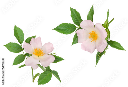 Branch of briar with flower isolated on white, top view