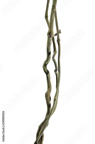 Spiral twisted jungle tree branch  vine liana plant isolated on white background  clipping path included