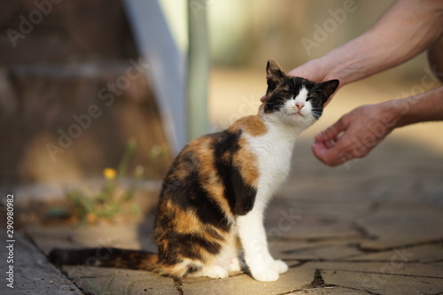 male hand stroking a cat on the head in a summer sunny yard