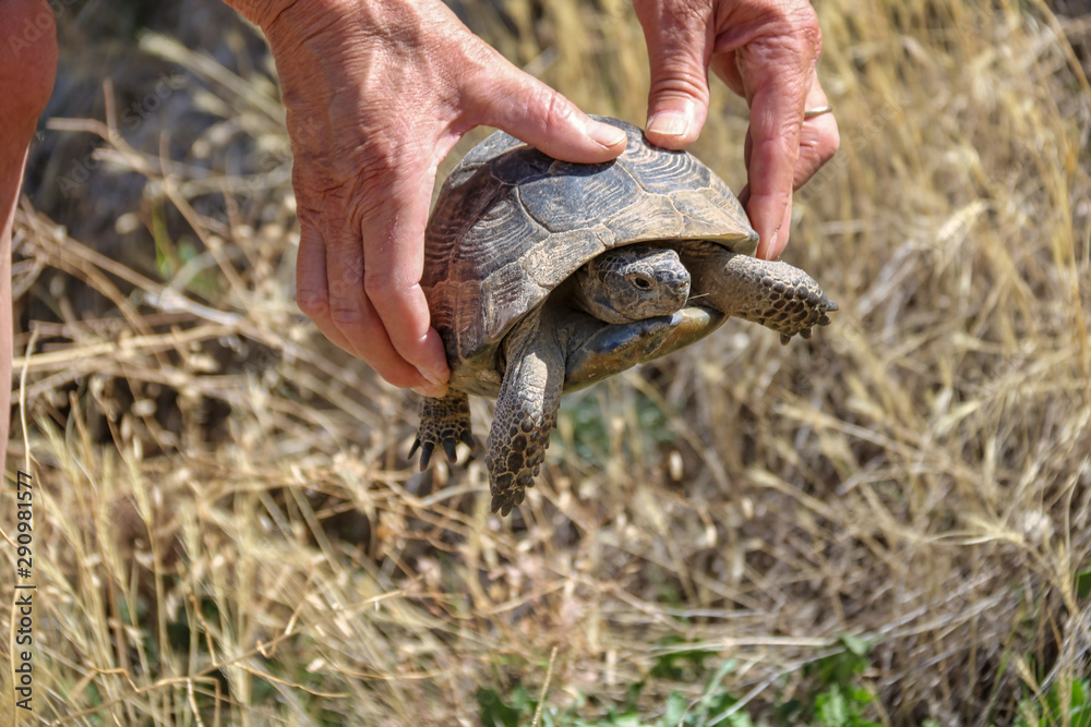 land turtle in the hands of a man