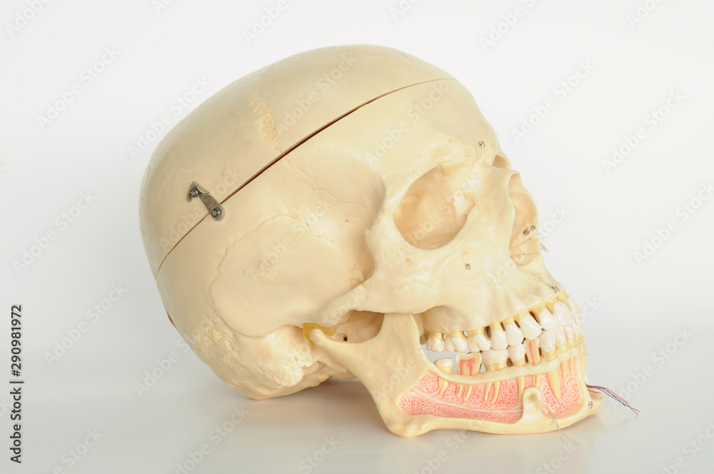Fototapeta premium anatomy of human skull model