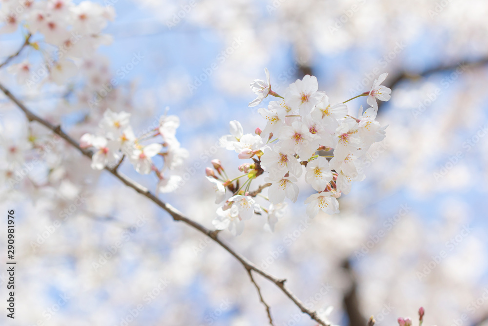 sakura04 sakura04