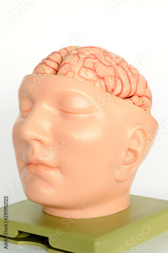 human brain model