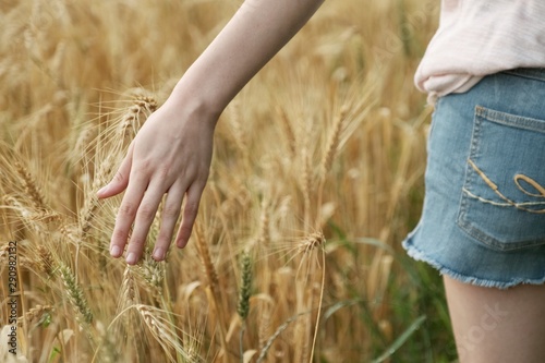 Closeup of hand girl touching yellow spikelets of wheat