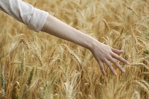 Closeup of hand girl touching yellow spikelets of wheat