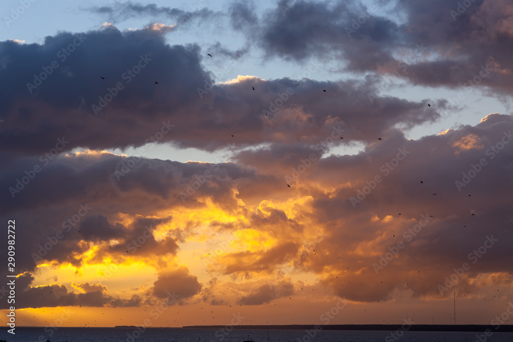 flock of seagulls at sunset