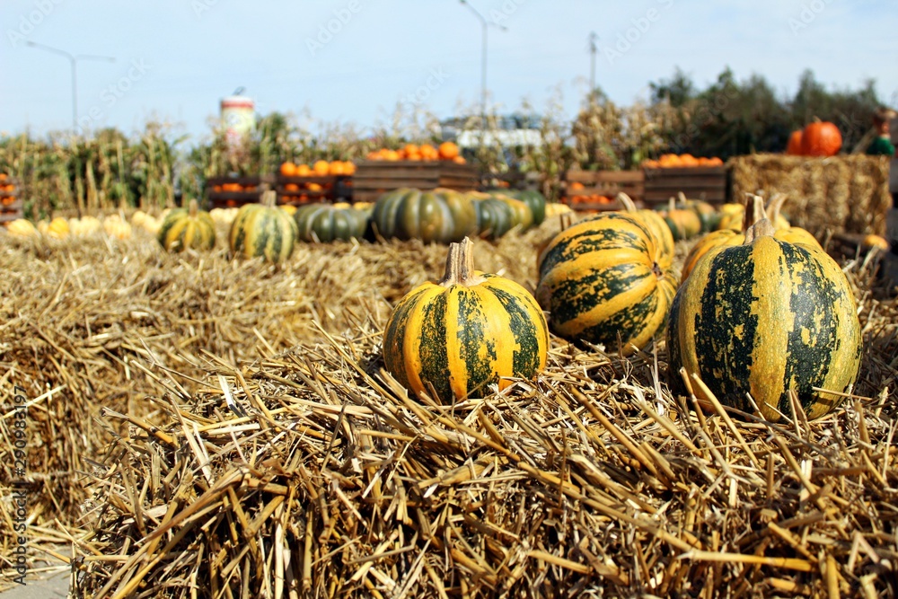 farma dyniowa