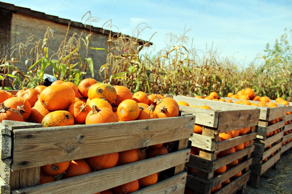 farma dyniowa