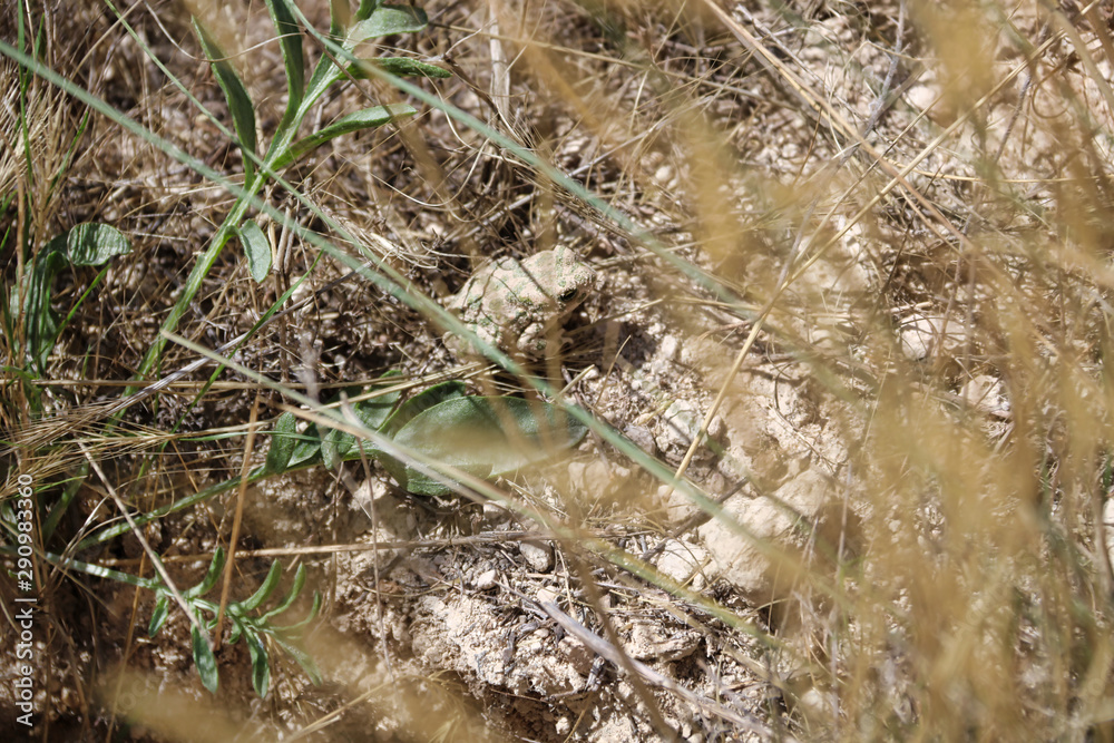 toad is camouflaged with dry soil and grass toad is camouflaged with dry soil and grass