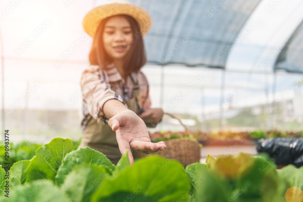 View of an Young attractive woman harvesting vegetable in a greenhouse
