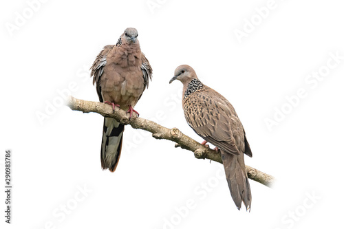 Spotted dove perching on a perch isolated on white background