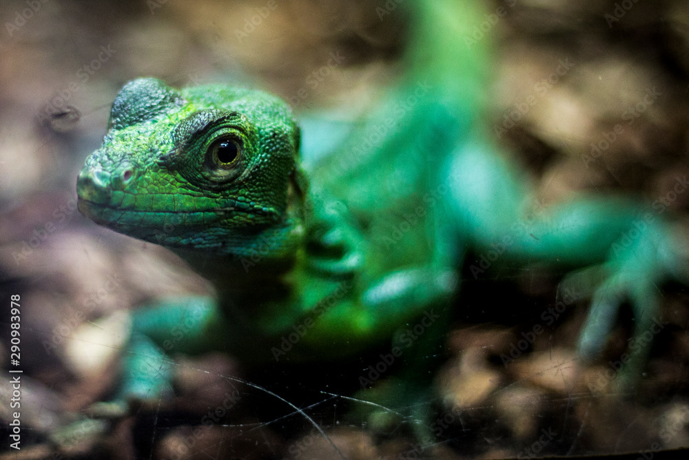 Fototapeta premium Un lézard vert fixant l'objectif