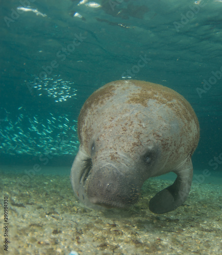 A Manatee up close and personnel.