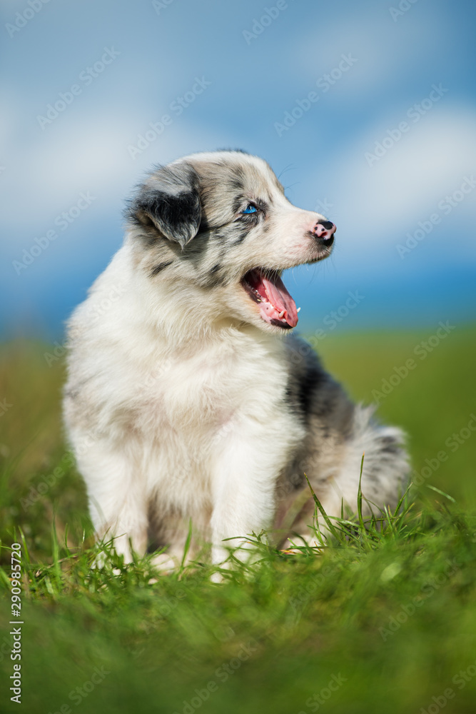 Yawning border collie puppy in a meadow Yawning border collie puppy in a meadow