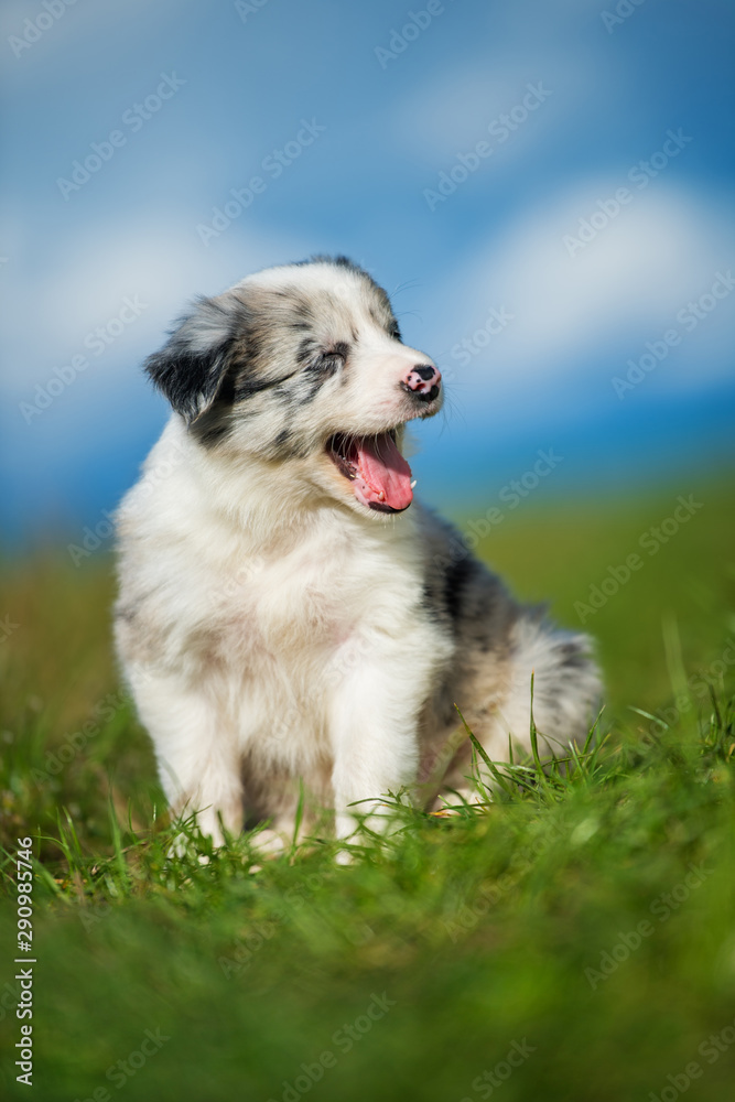 Yawning border collie puppy sitting in a meadow