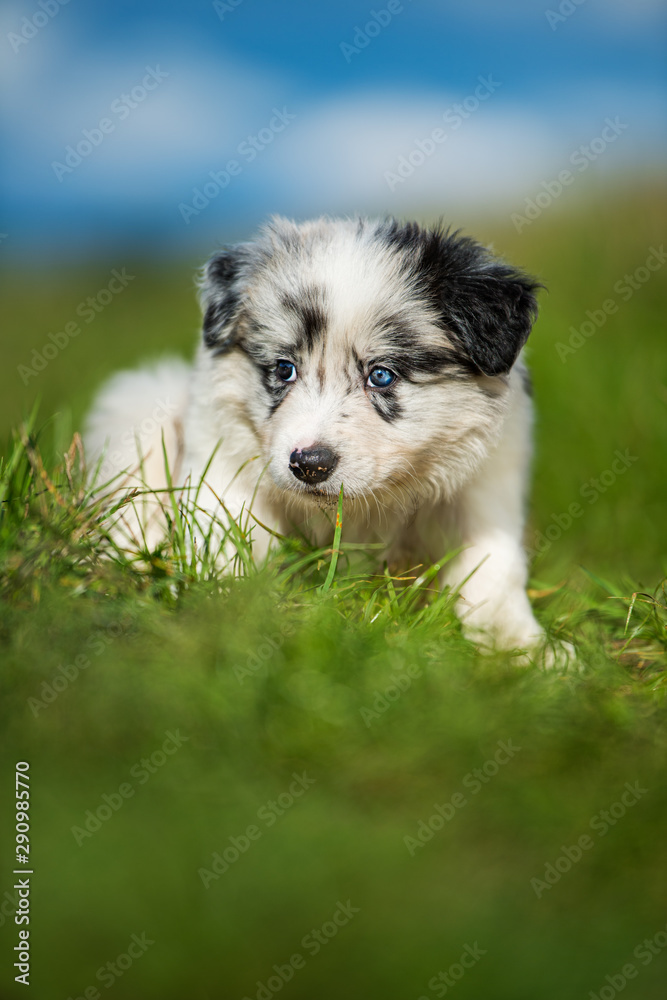 Cute border collie puppy in a meadow Cute border collie puppy in a meadow