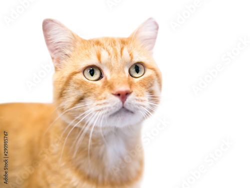 An orange tabby domestic shorthair cat with its left ear tipped, indicating that it has been spayed or neutered and vaccinated