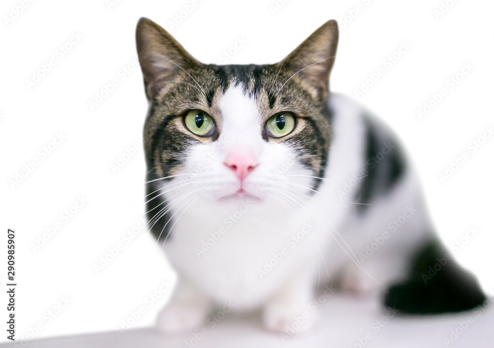 A domestic shorthair cat with tabby and white markings in a crouching position