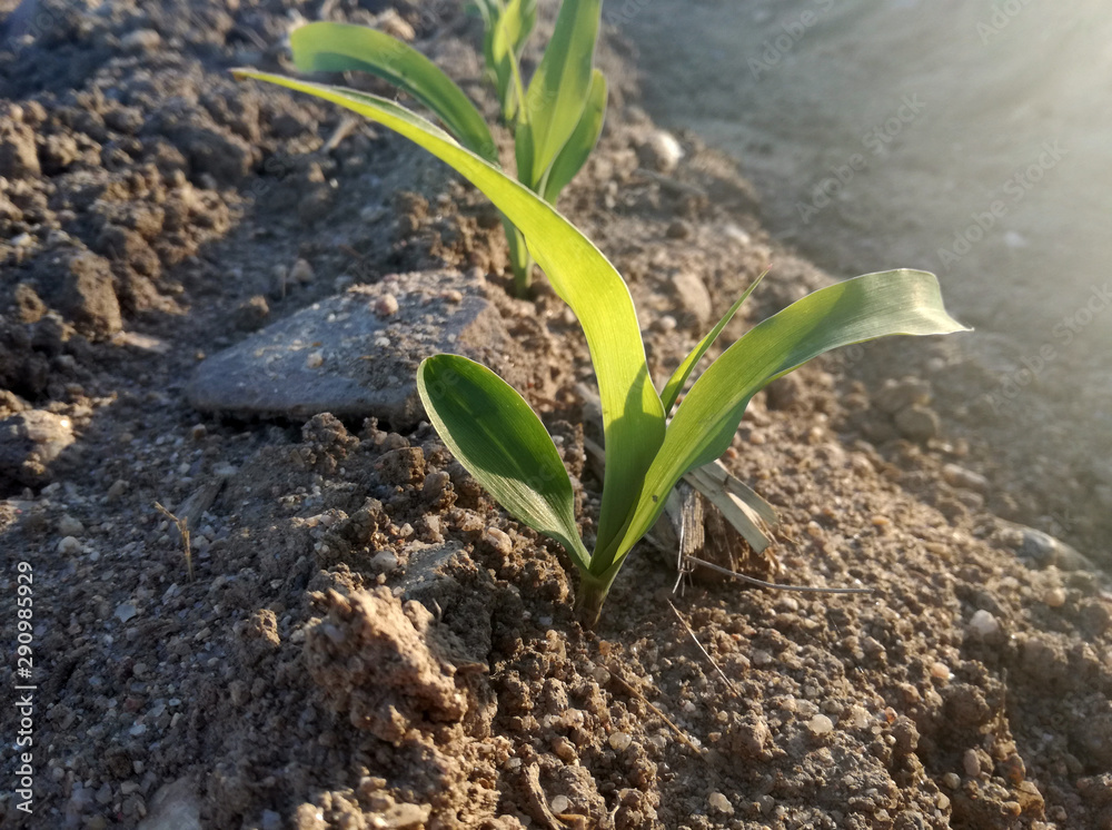 Intense natural green on terrain of brown ground. First cereal sprout of the Spanish countryside. Grown grain. Young corn growing. The future corncobs of the new agricultural season. Intense natural green on terrain of brown ground. First cereal sprout of the Spanish countryside. Grown grain. Young corn growing. The future corncobs of the new agricultural season.