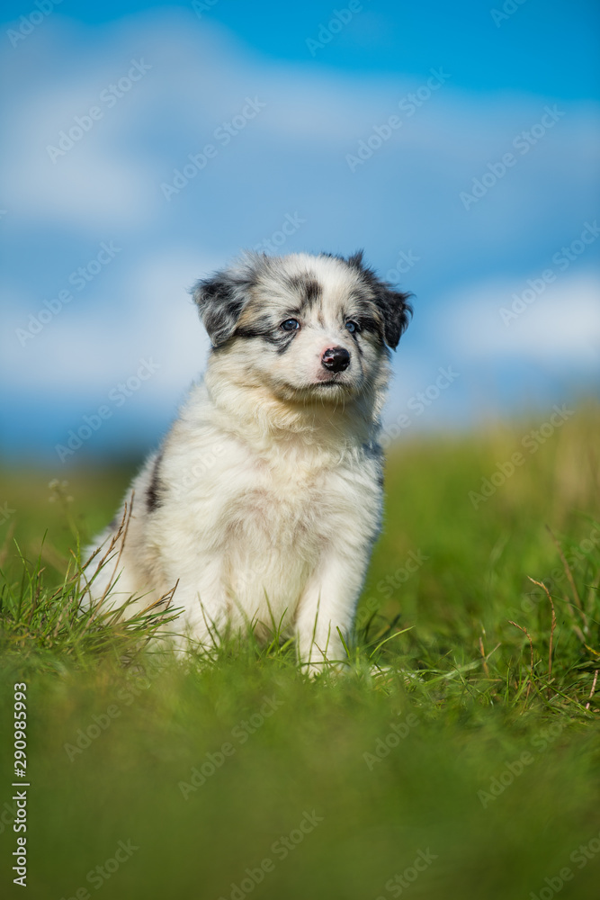 Cute border collie puppy in a meadow
