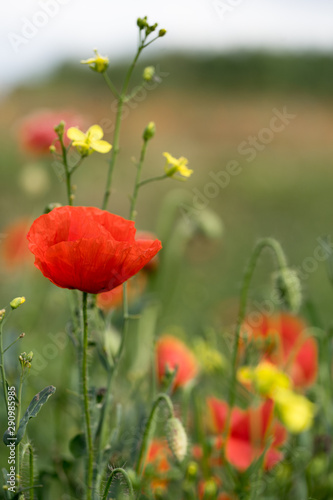 Close up of a bright red poppy in green field. Yellow Turkish wartycabbage (Bunias orientalis) blossoms. Blurred background with green, yellow and red color splashes. Estonia, Europe.