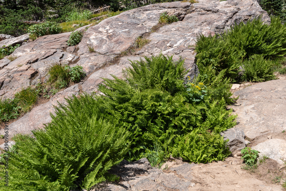 Landscape of lush green plants growing on stone formation in Rocky Mountain National Park in Colorado