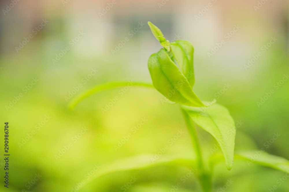Beautiful macro green leaf closeup, refreshment, relax, relief with copyspace for text, advertising green color background Beautiful macro green leaf closeup, refreshment, relax, relief with copyspace for text, advertising green color background