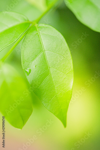 Beautiful macro  green leaf closeup  refreshment  relax  relief with copyspace for text  advertising green color background