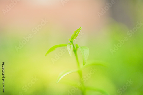 Beautiful macro  green leaf closeup  refreshment  relax  relief with copyspace for text  advertising green color background