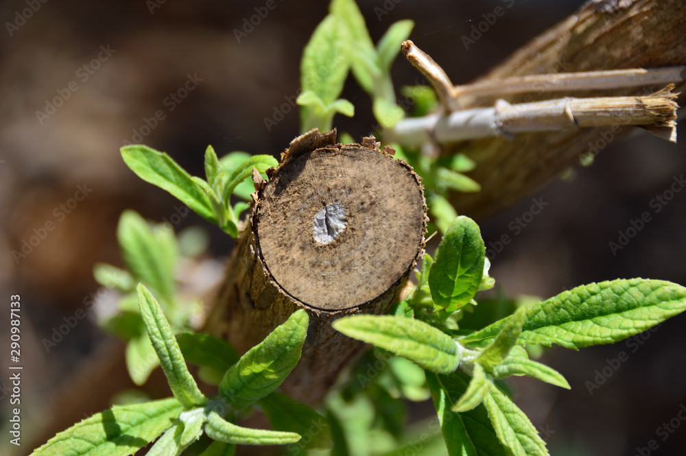 Obraz premium a cut tree stump growing again