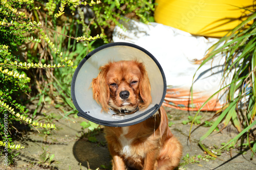 A dog in the garden wearing a surgical collar